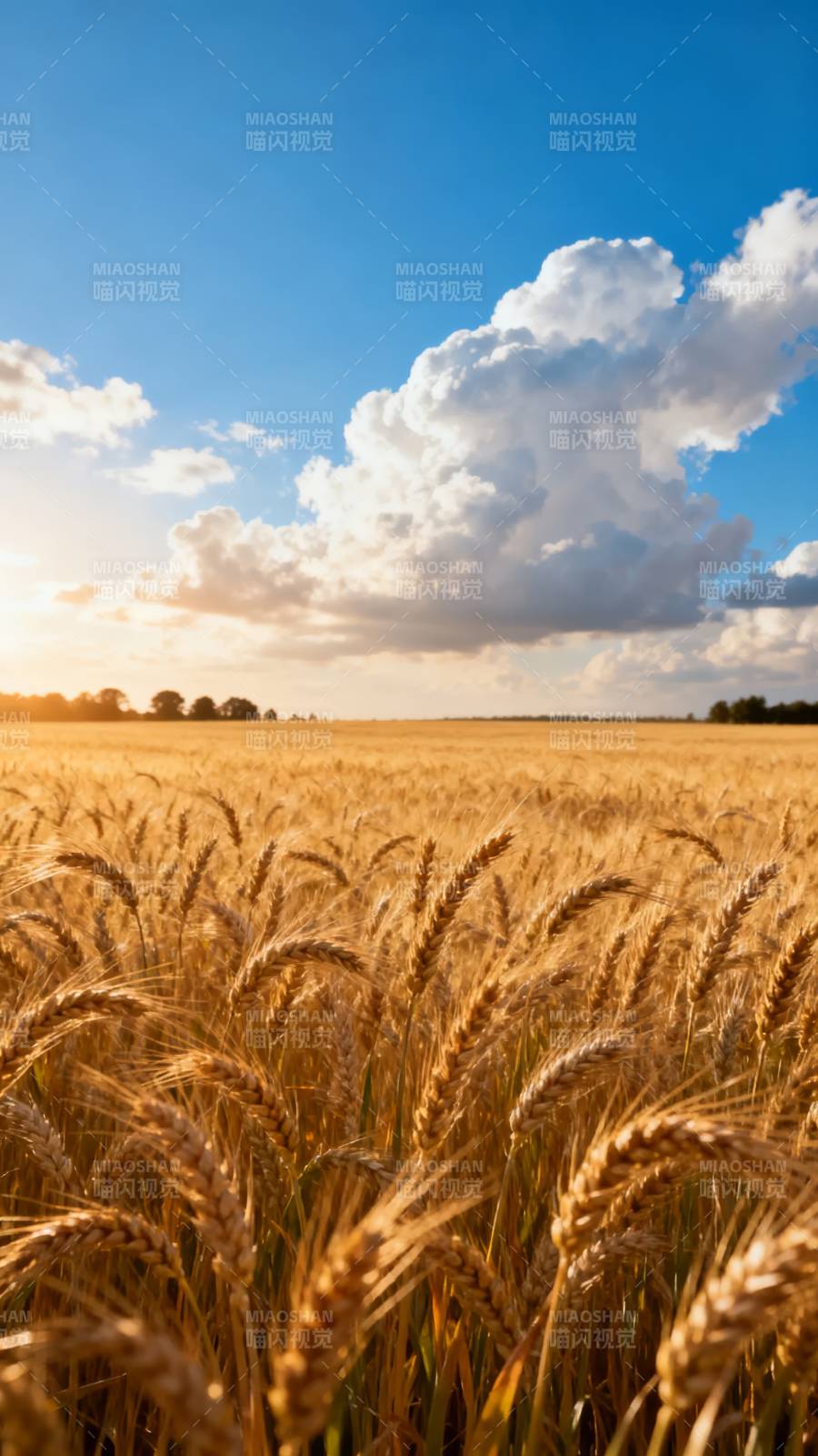 金麦迎日 云卷天边图片