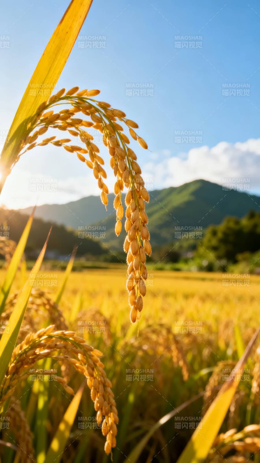 金秋稻田风光图片