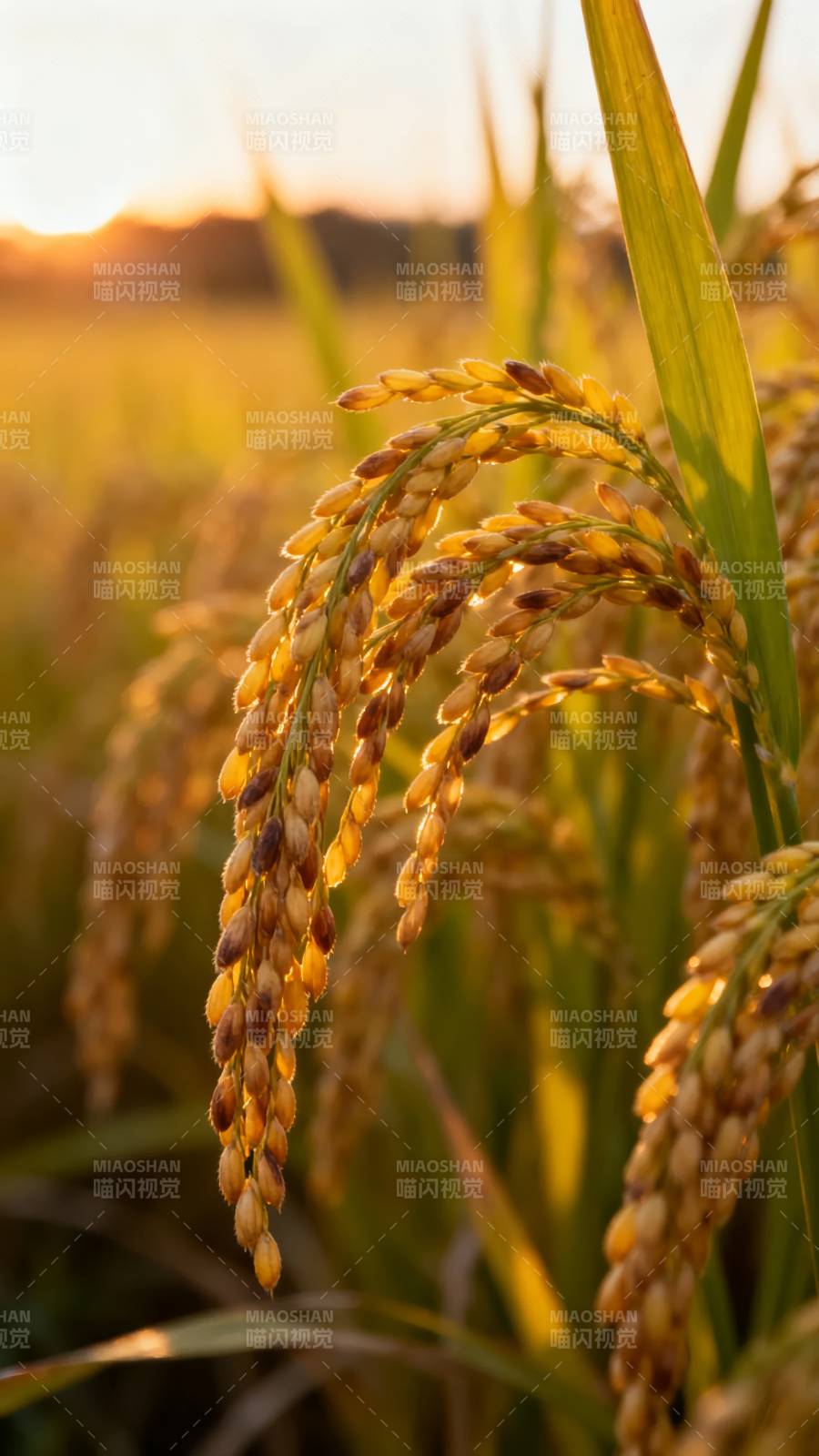 金秋稻穗迎夕阳图片