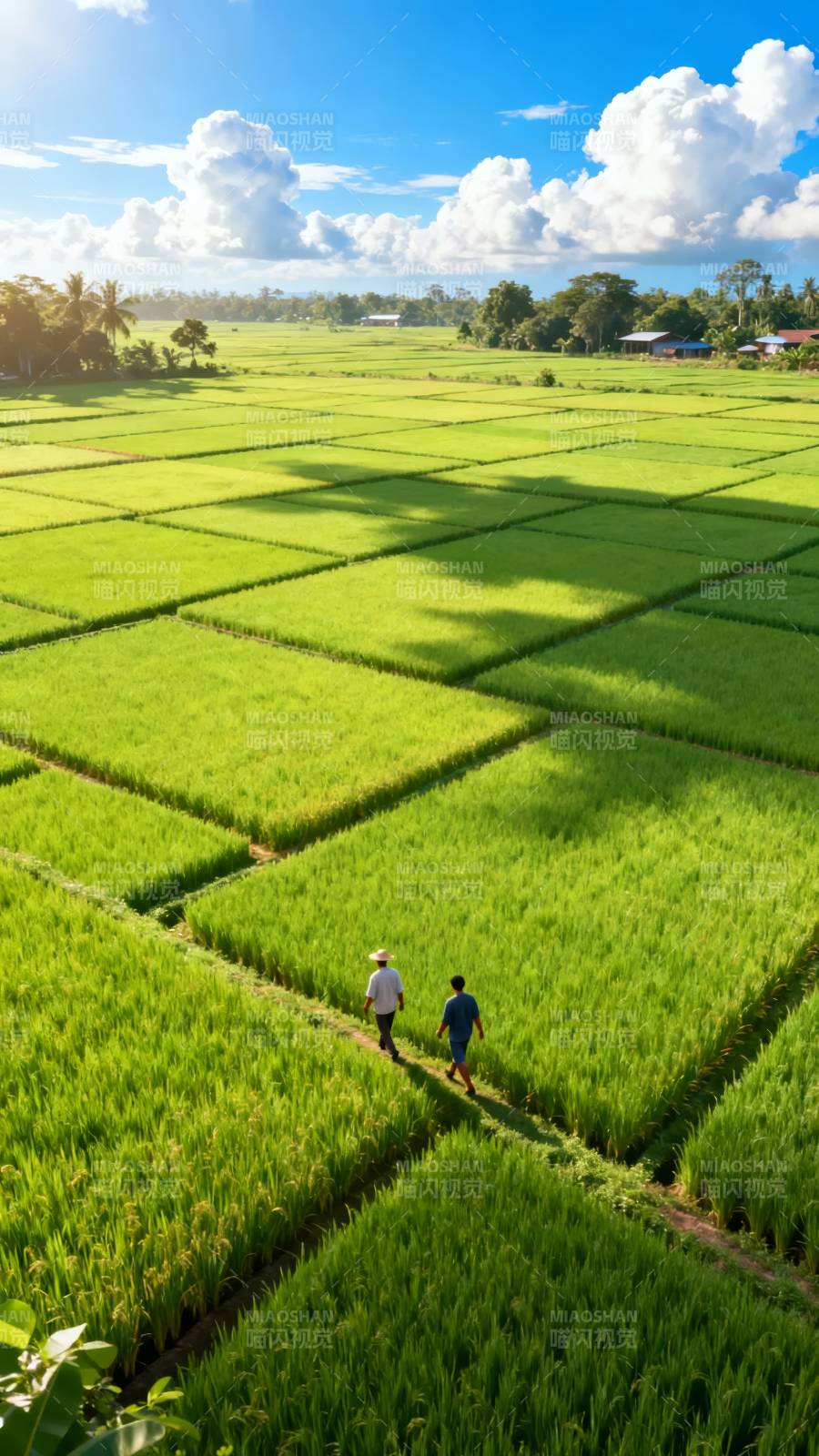 稻田行者图片