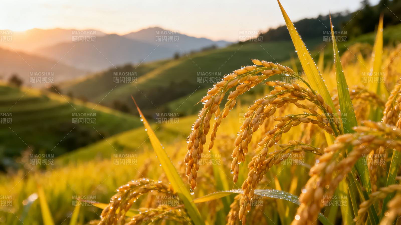 金稻迎晨曦图片