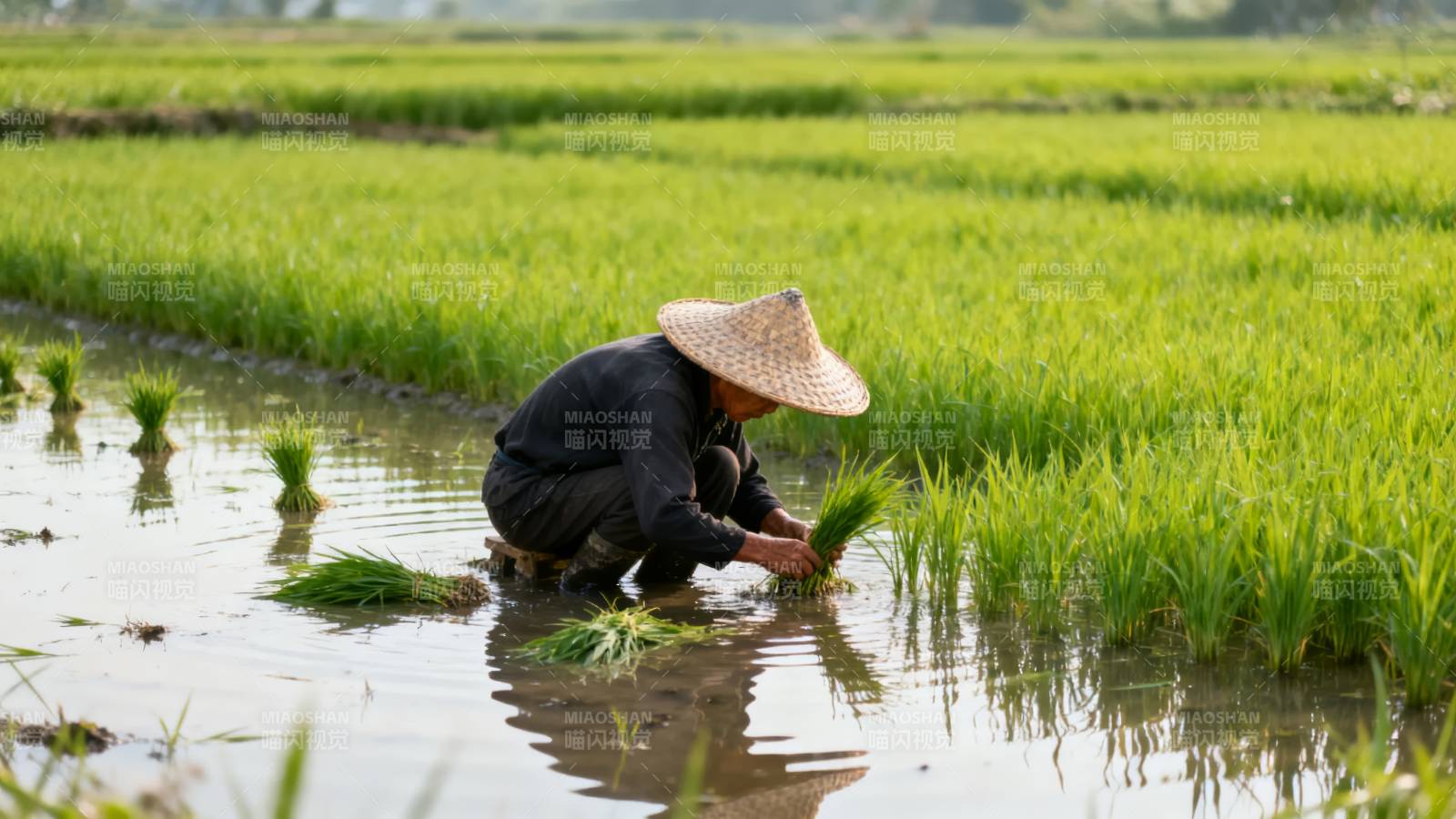 稻田插秧忙图片