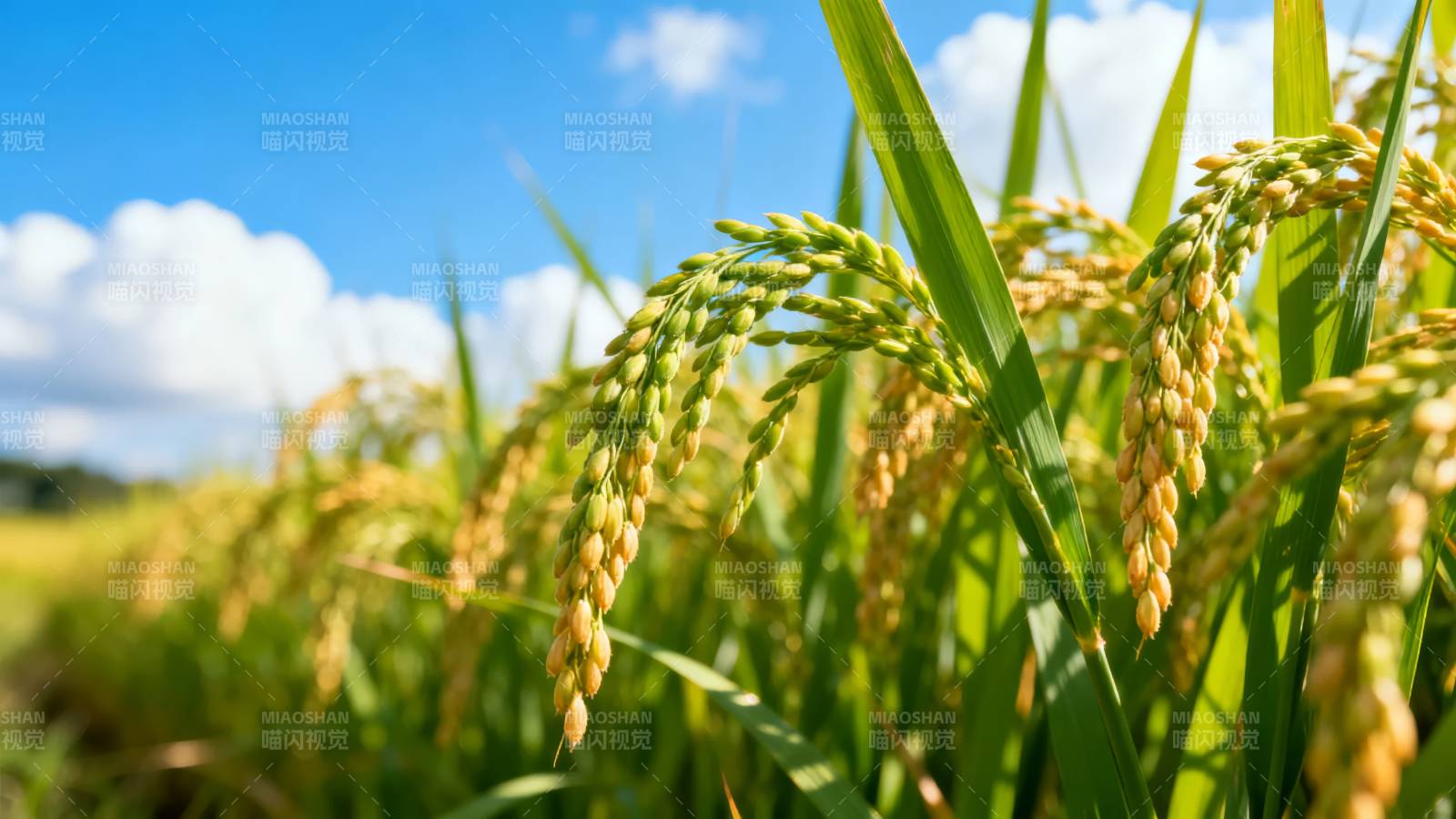 金秋稻田美景图片