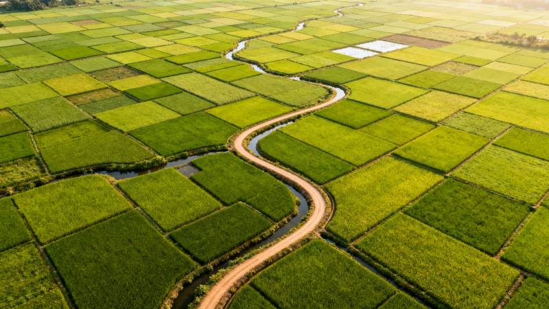 稻田蜿蜒小径图片