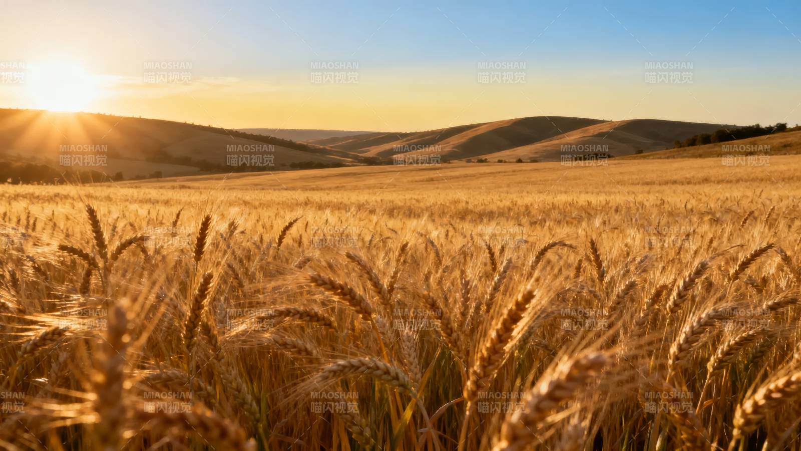 金色麦田日出图片