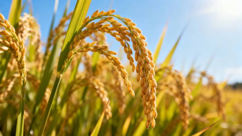 金秋稻穗丰收景图片