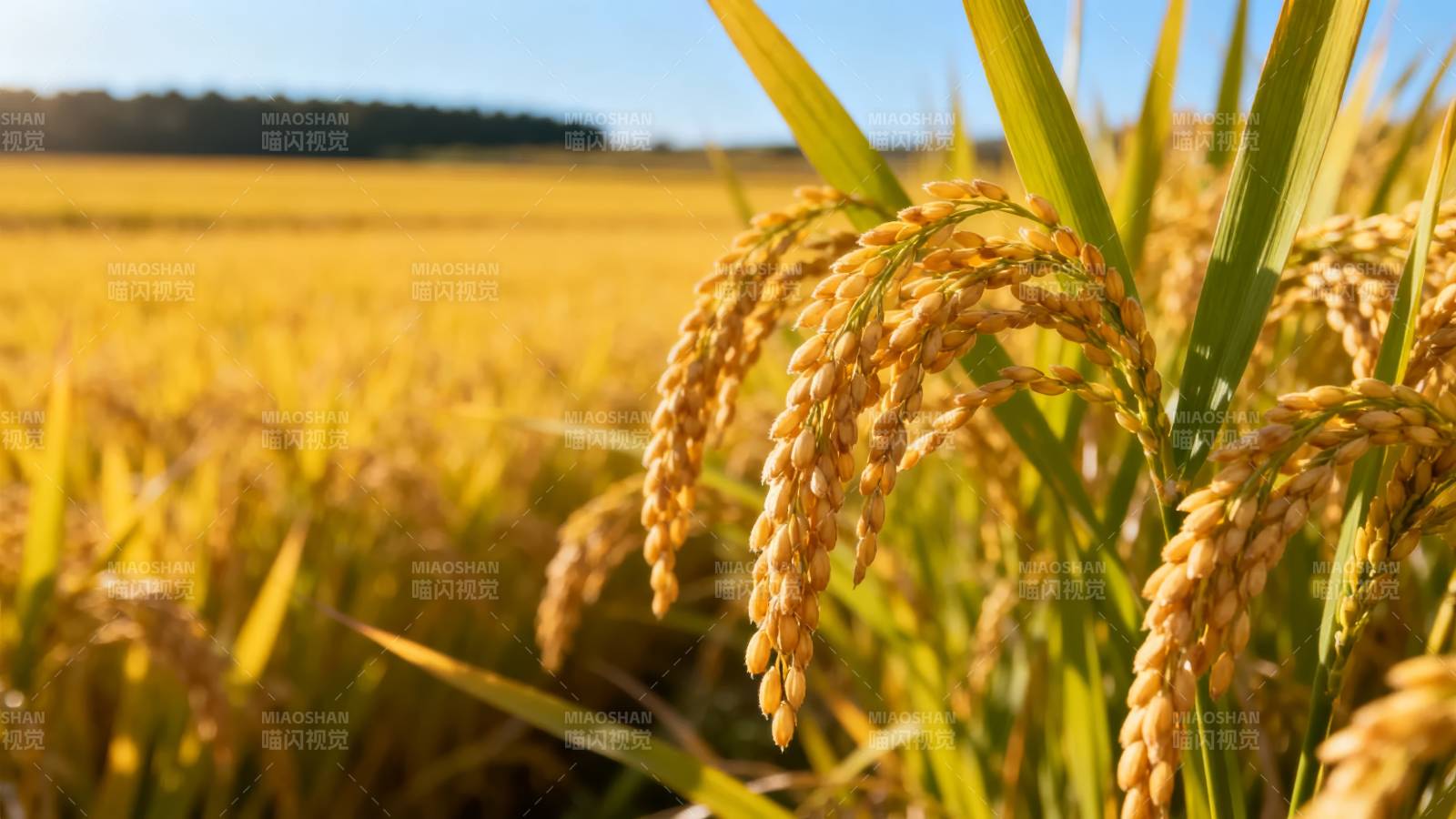 金秋稻田丰收景图片