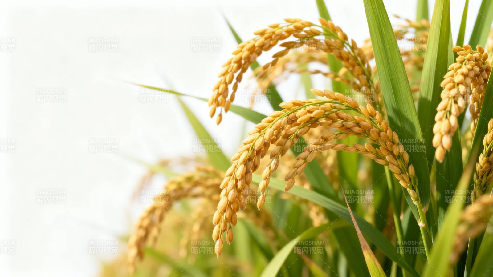 金秋稻穗飘香图片