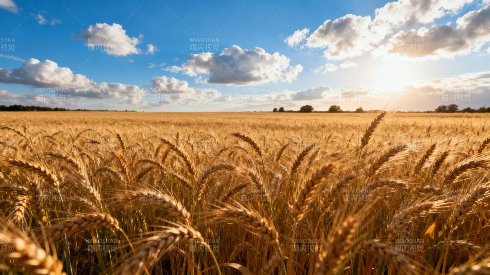 金麦迎日图片