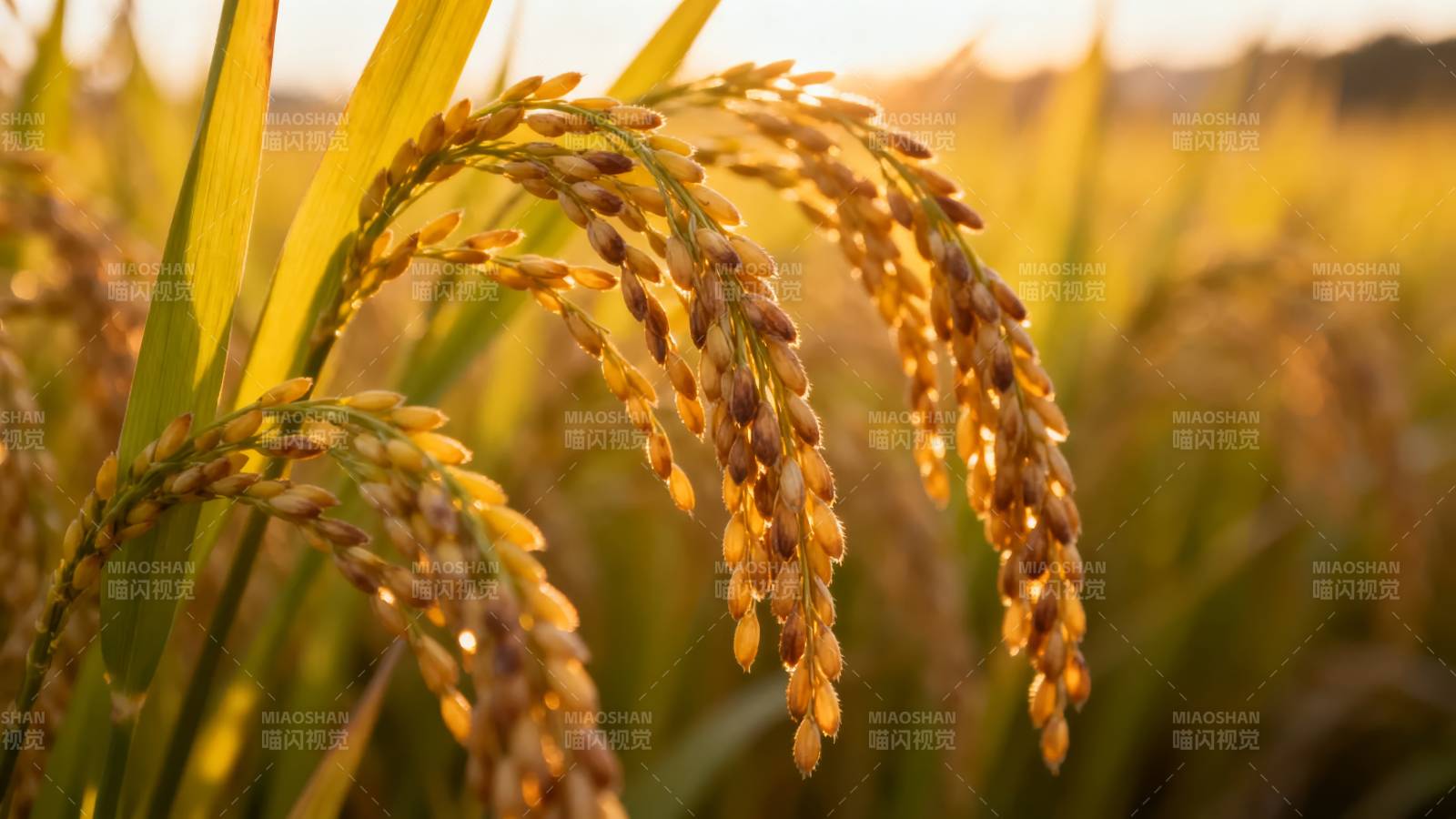 金秋稻穗丰收景图片