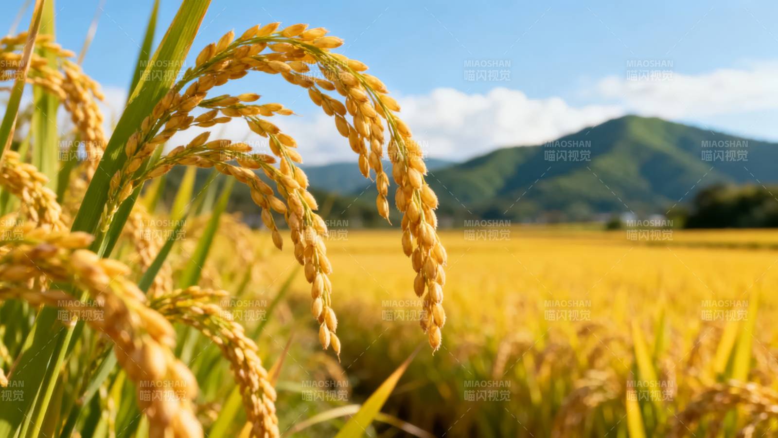 金秋稻田风光图片