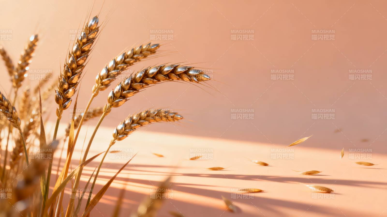 金麦随风舞图片