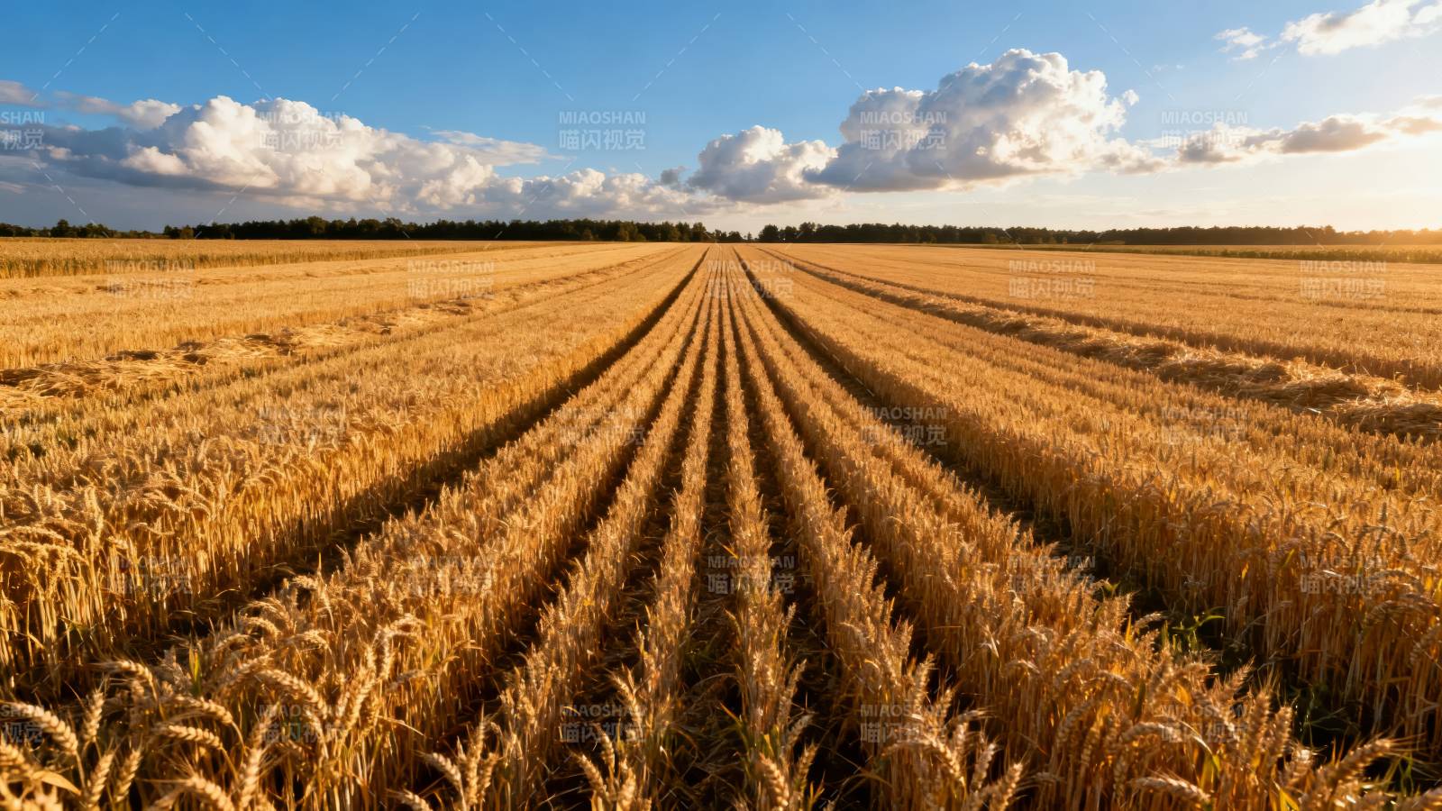 金黄麦田迎丰收图片