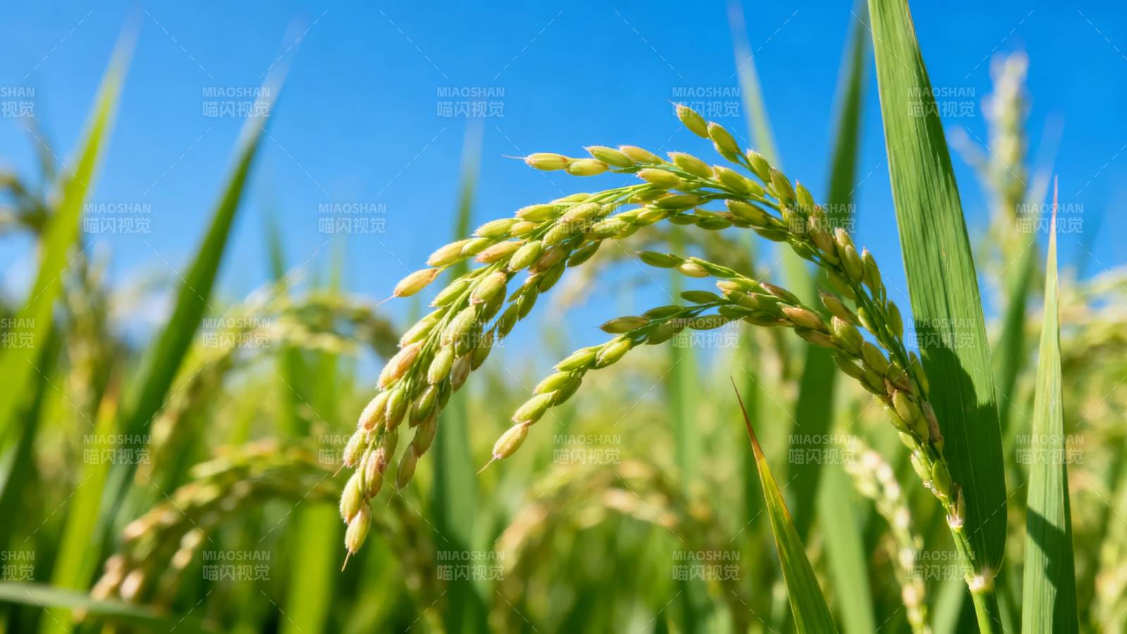 金秋稻穗迎风摇图片