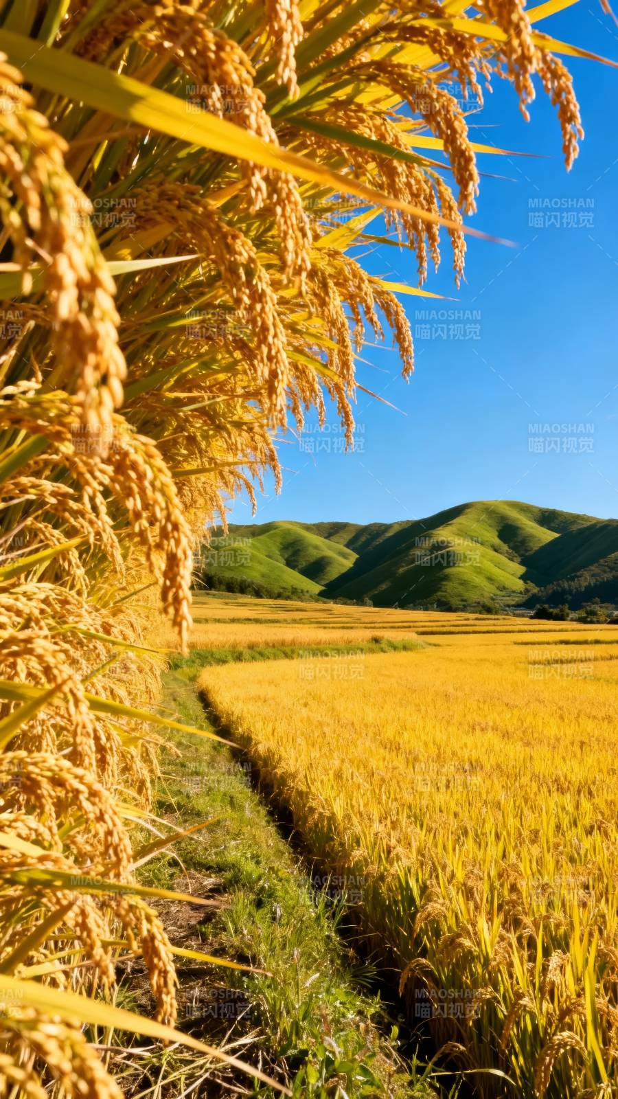 金稻映青山图片