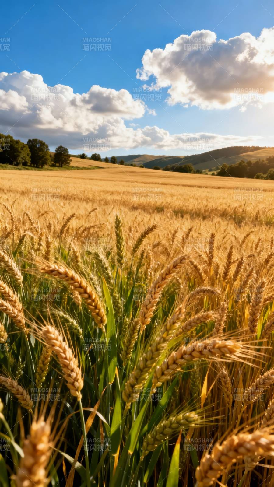 金麦飘香 云影天光图片