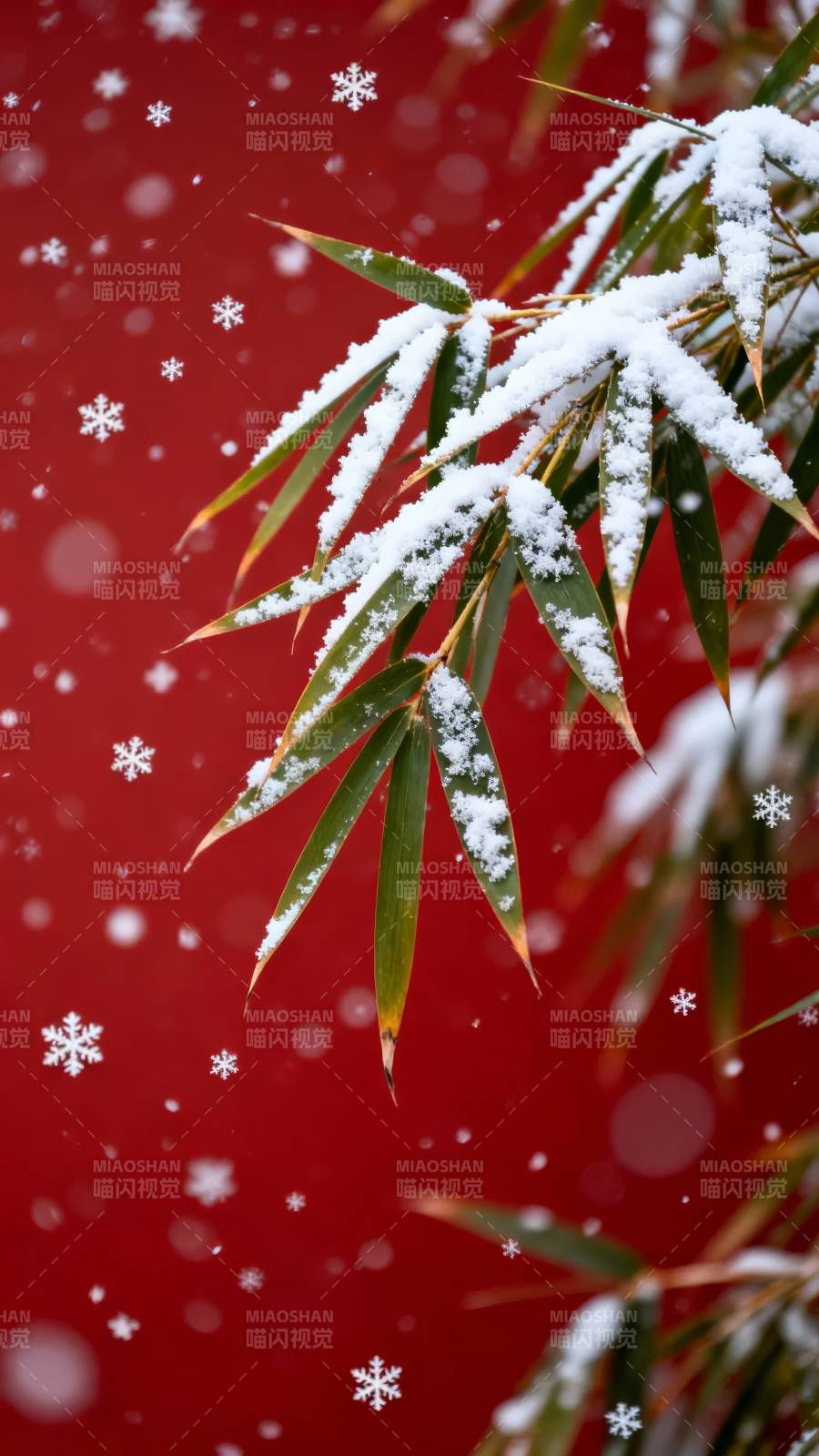 雪落竹枝红背景图片