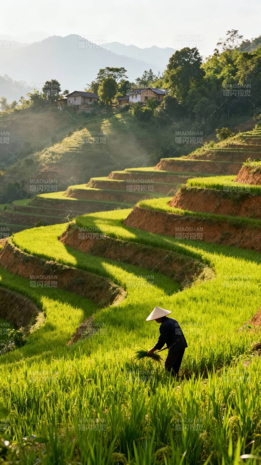 梯田晨耕图片