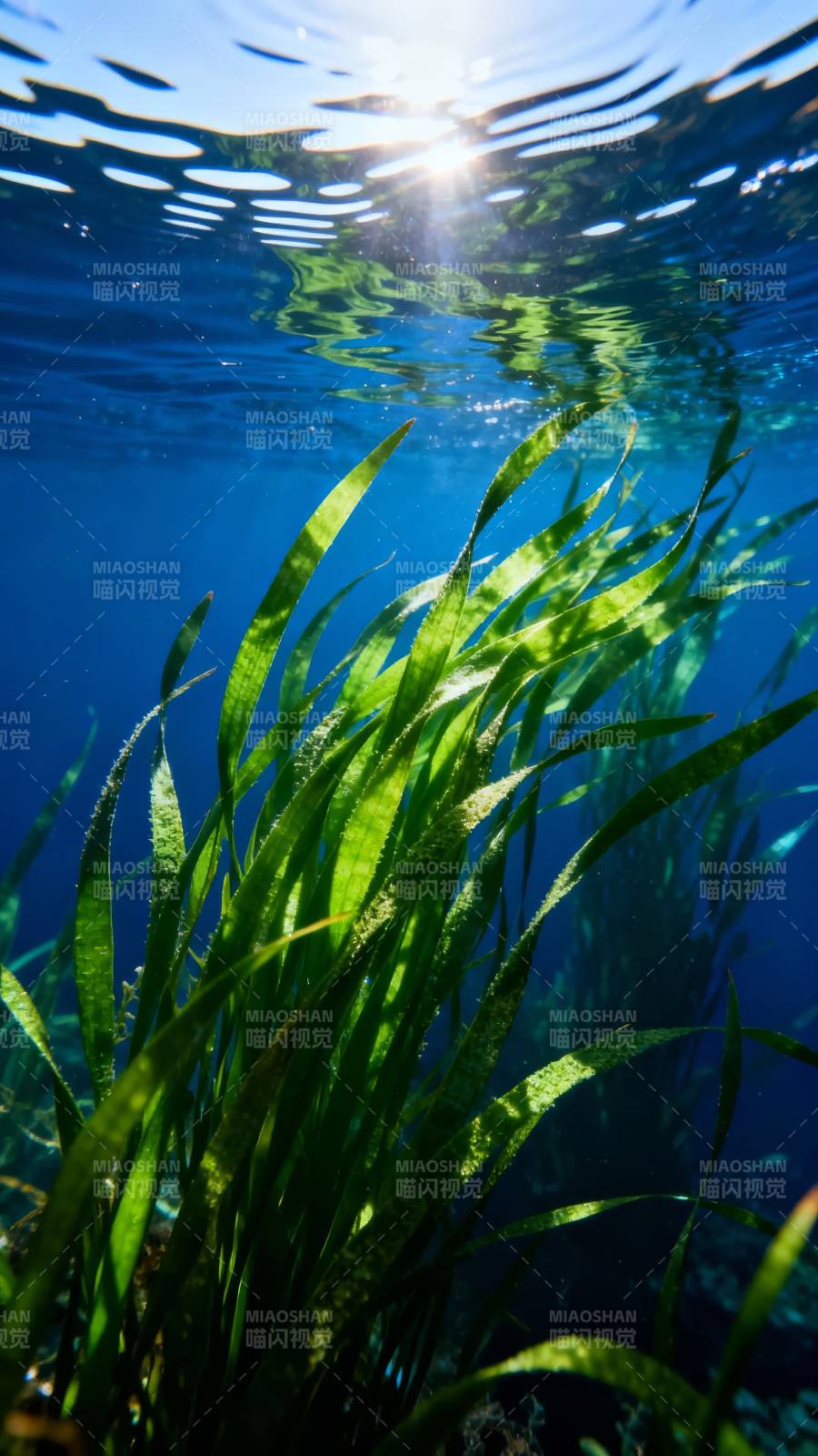 水下绿植光影图片