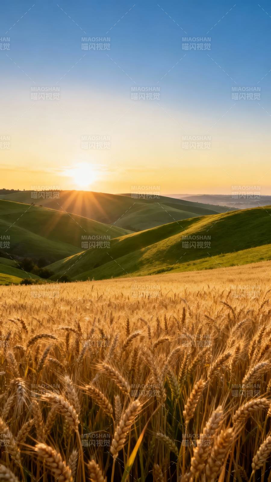 金色麦田日出图片
