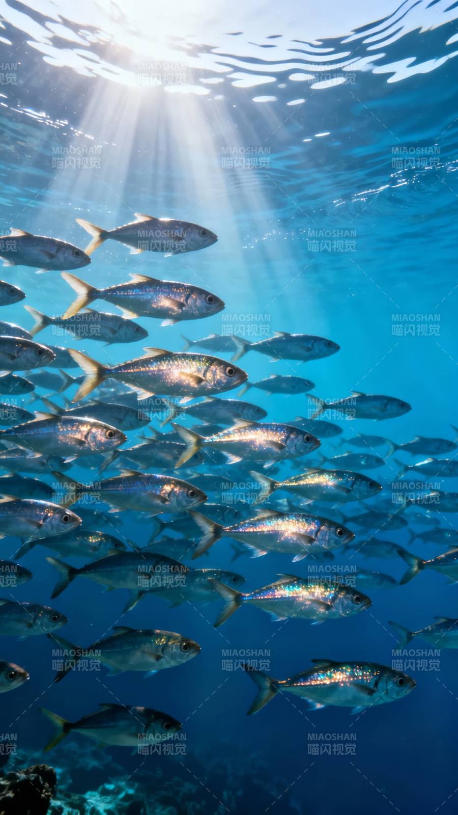 鱼群逐光游图片