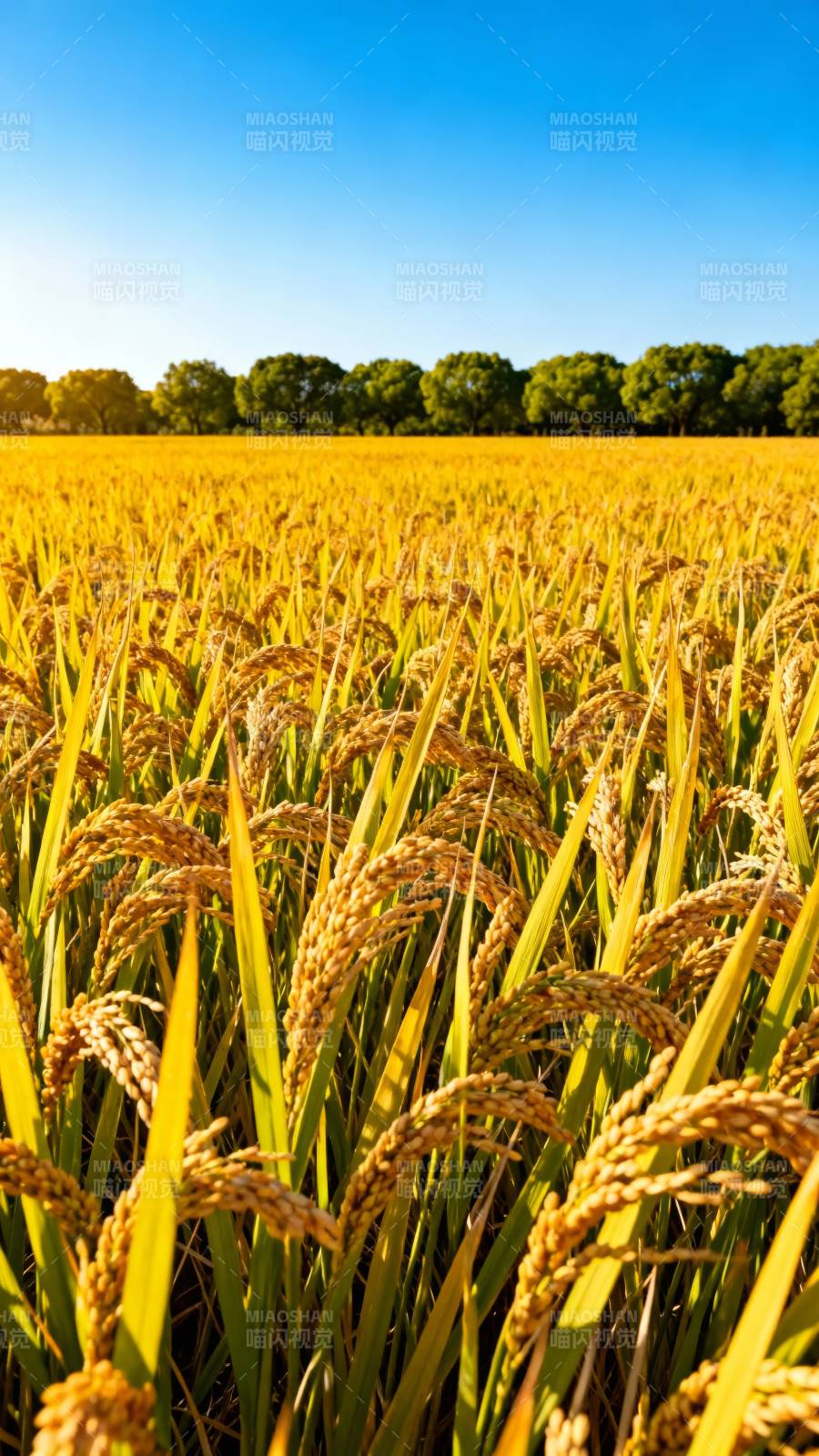 金稻满田 秋日丰收图片