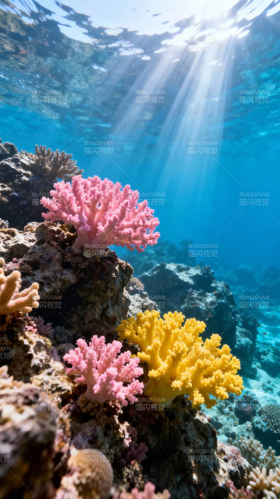 海底珊瑚光束图片