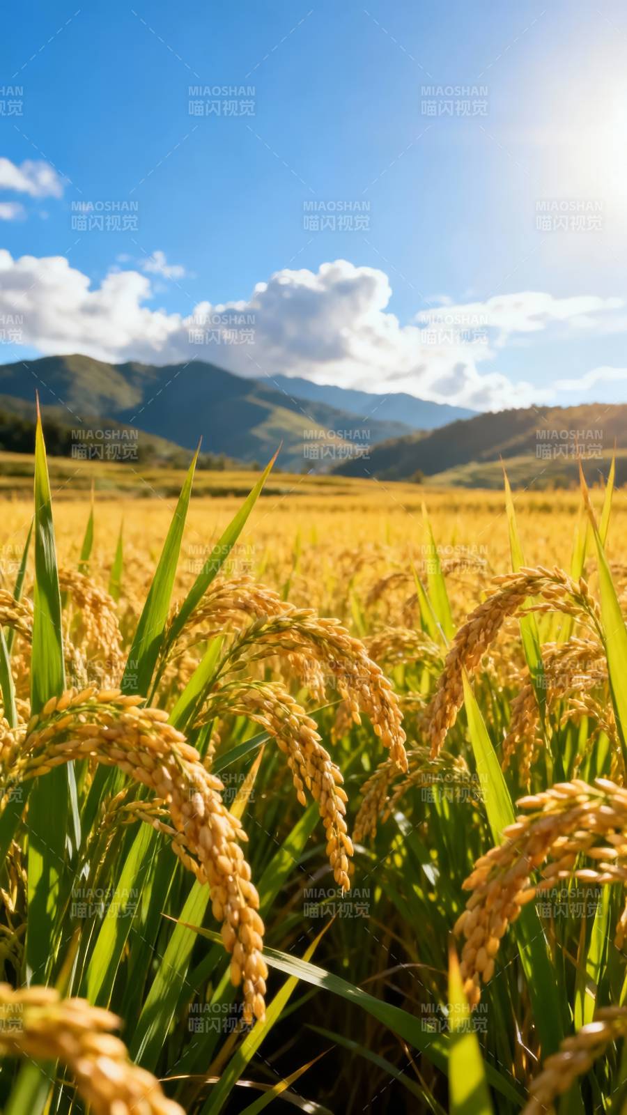 金稻映山晖图片