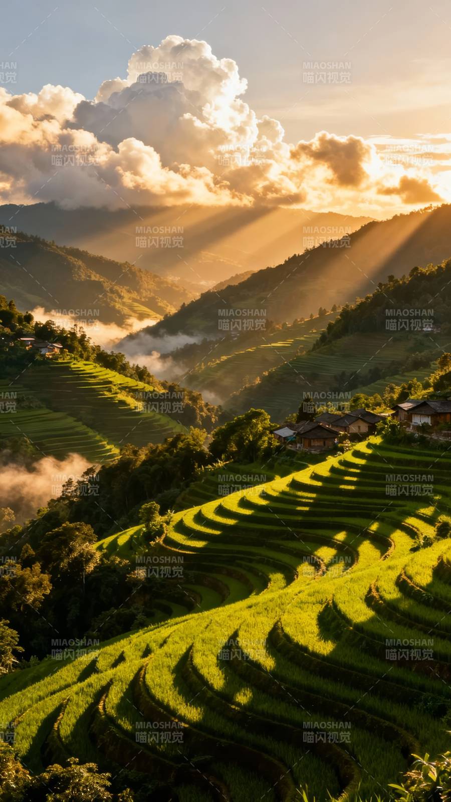 梯田晨光图片