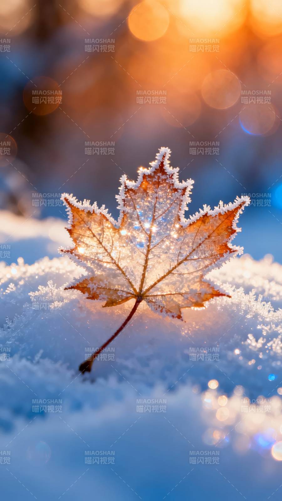 霜叶映雪图片