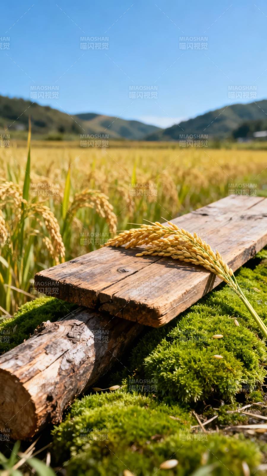 稻穗静卧木板上图片