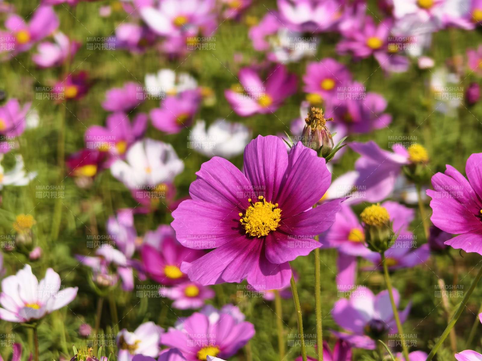 秋英花海绽放图片