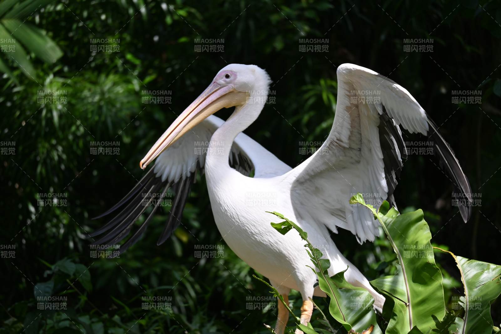 白鹈鹕展翅飞翔图片