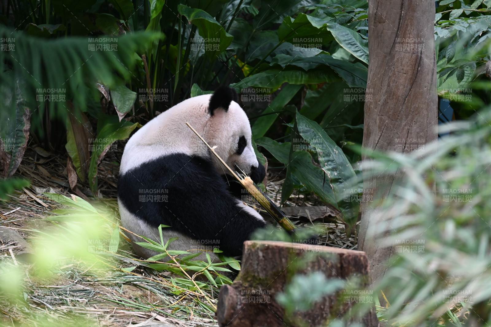 熊猫啃竹子图片
