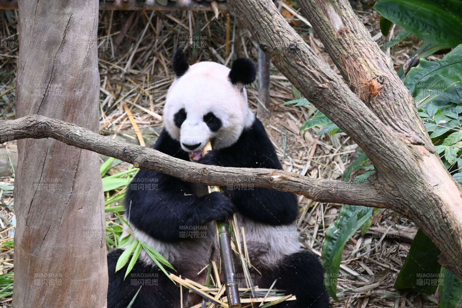 熊猫啃竹枝图片