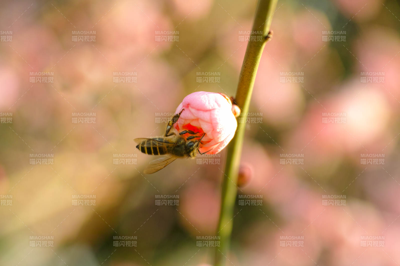 蜜蜂采蜜花苞图片