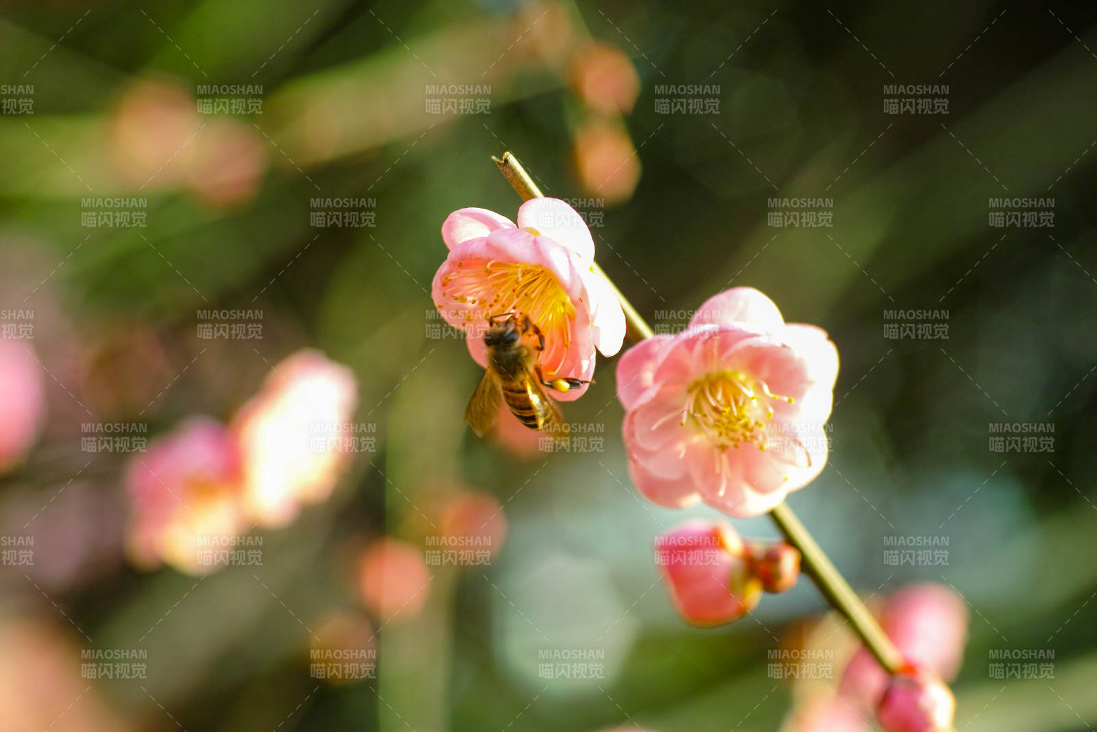 蜂采梅花蜜图片