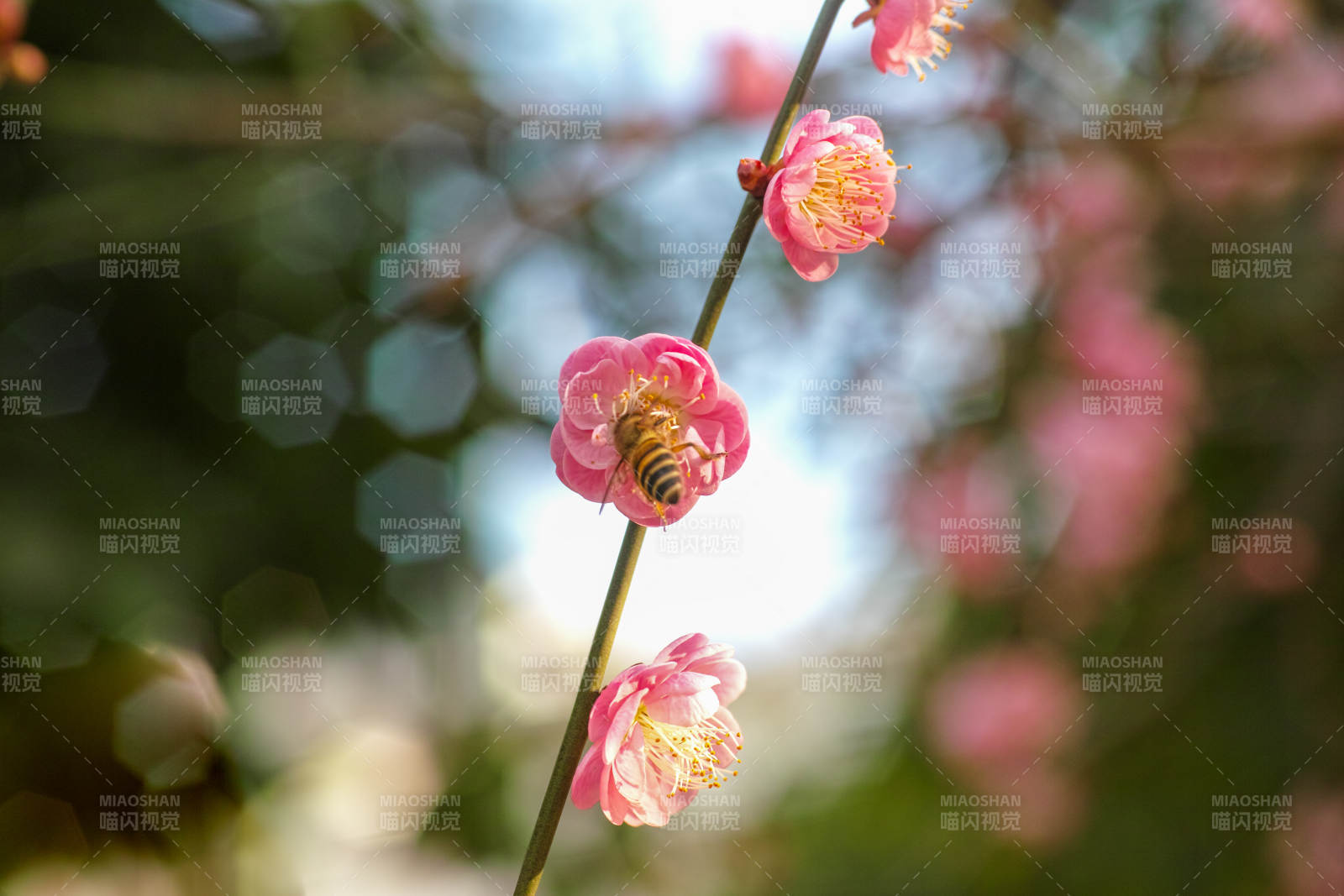 蜂采梅香图片