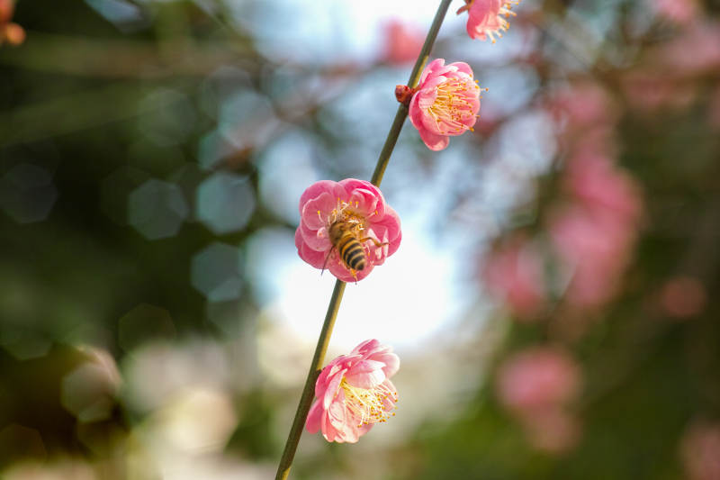 蜂采梅香图片