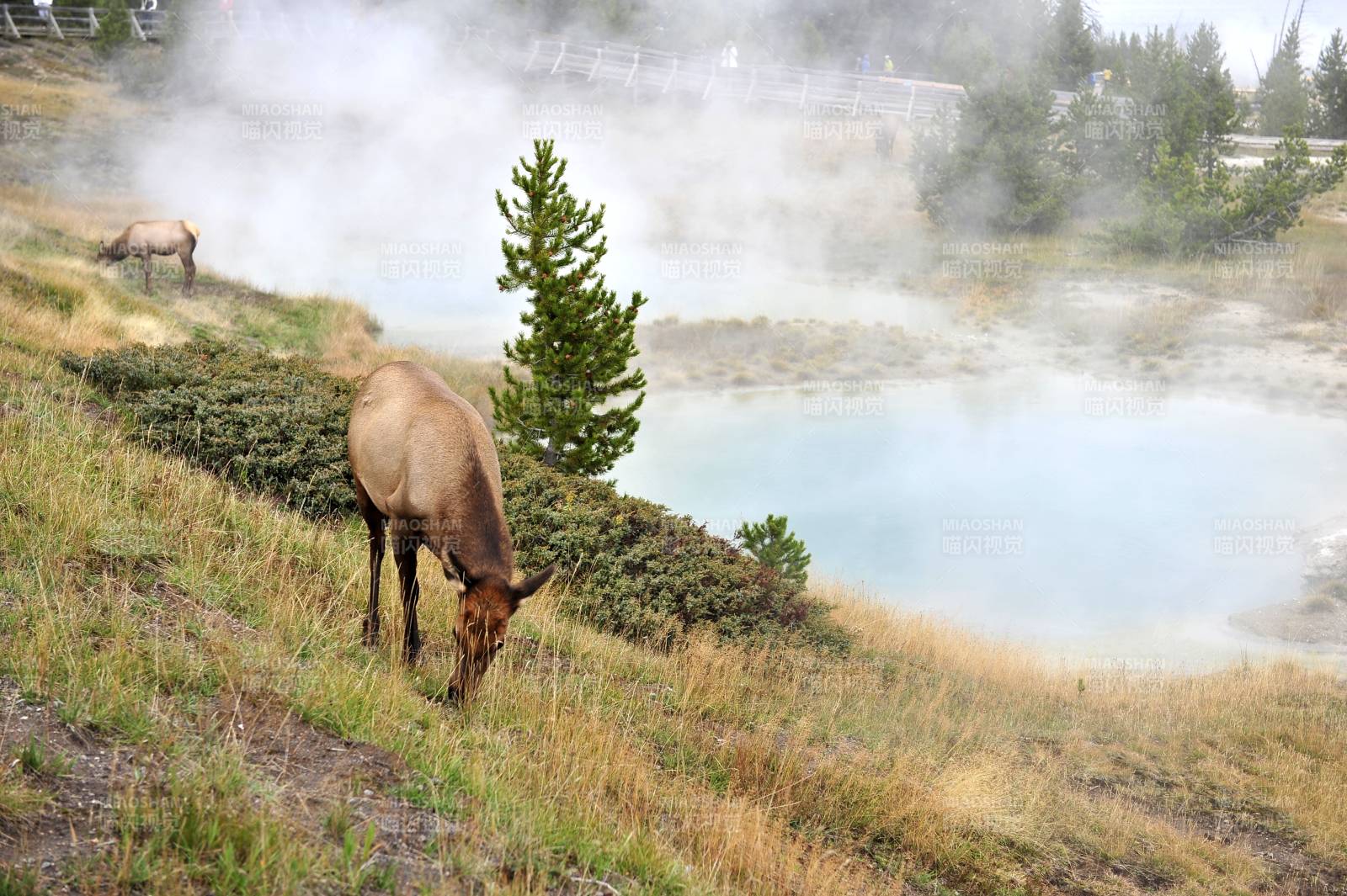 美国黄石公园温泉边的麋鹿图片