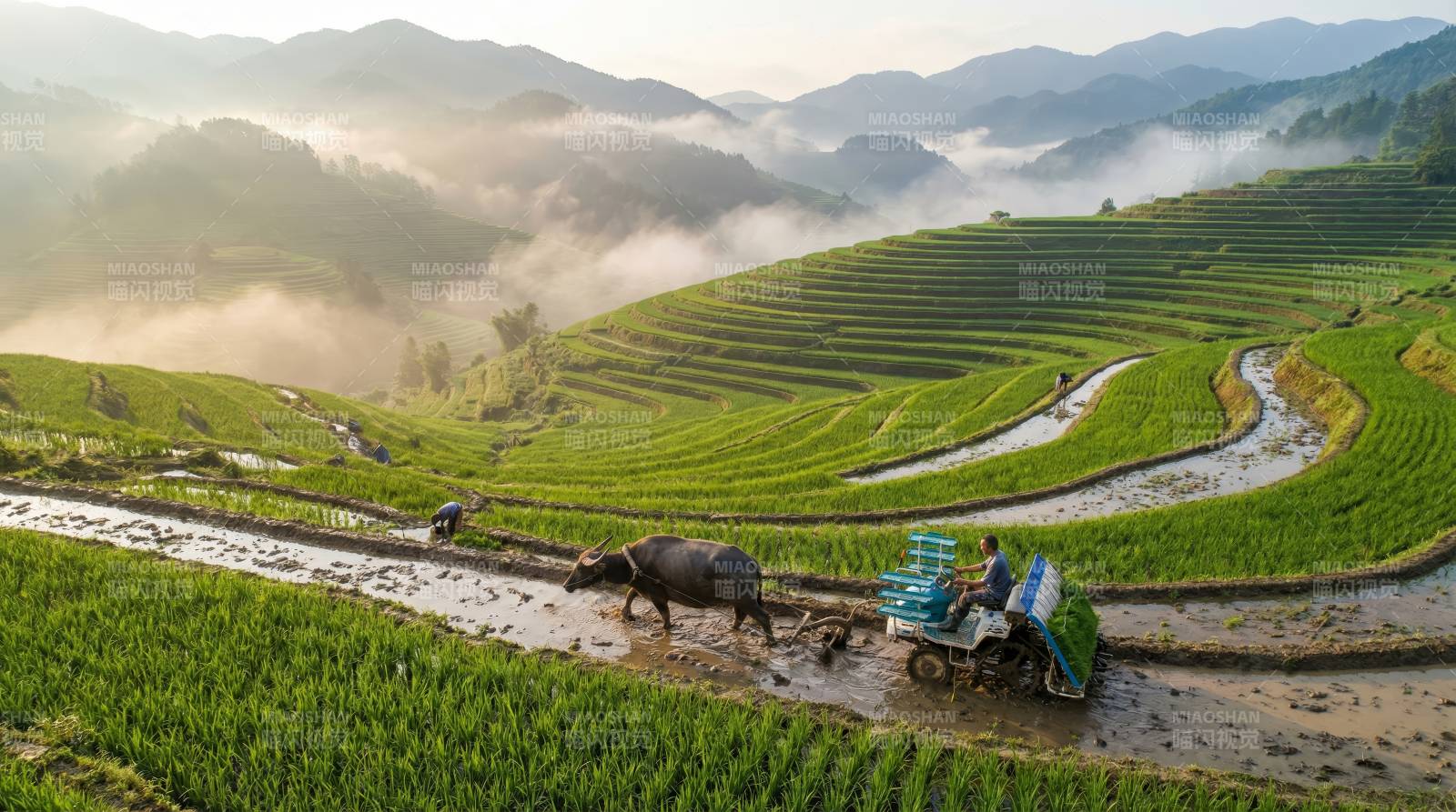 梯田晨雾耕作图图片
