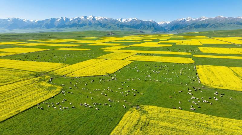 金黄花海与雪山图片