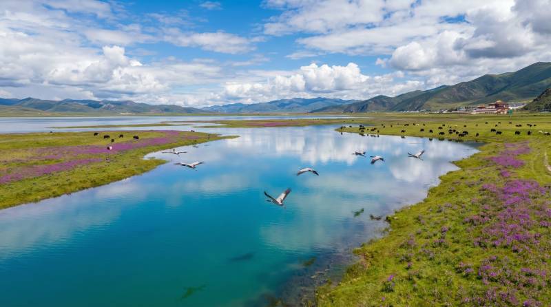 湖光山色鸟飞花图片