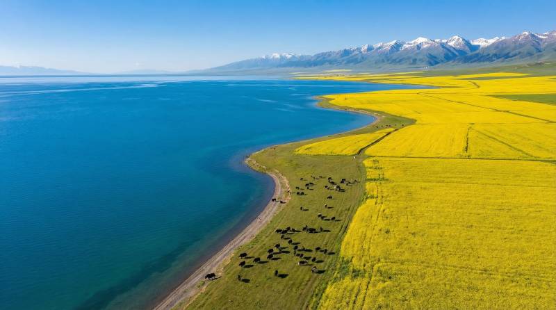 湖畔金田牧歌图片