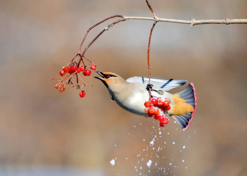 鸟啄红果 雪落枝头（太平鸟）图片