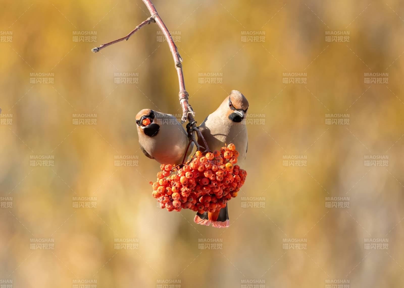 双鸟栖枝啄红果（太平鸟）图片
