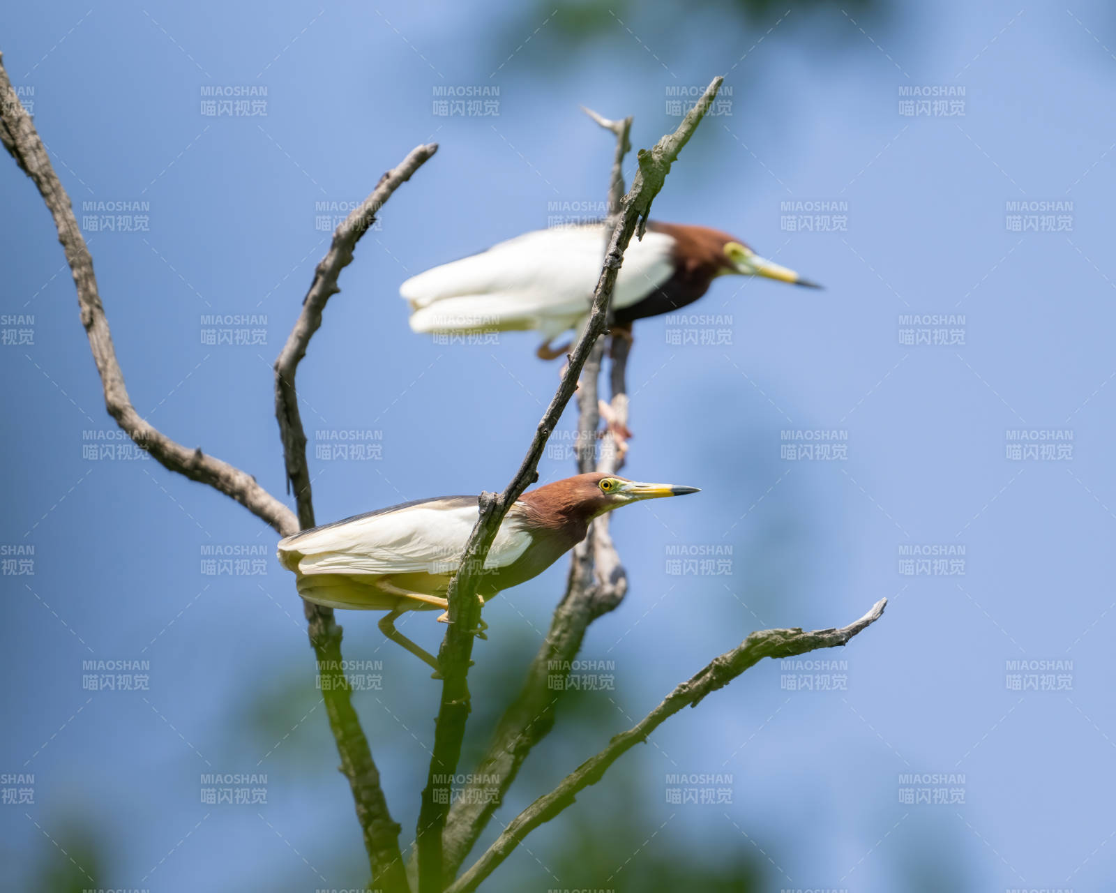 池鹭栖枝 静谧自然图片