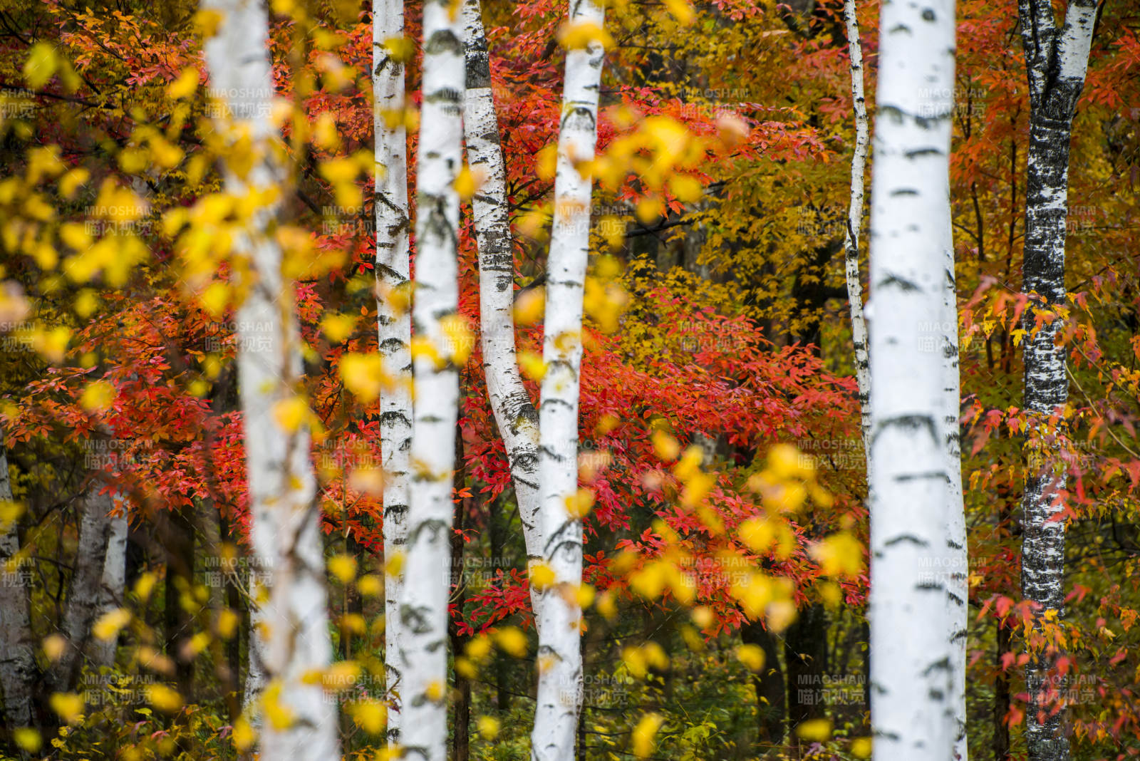 秋林白桦图片