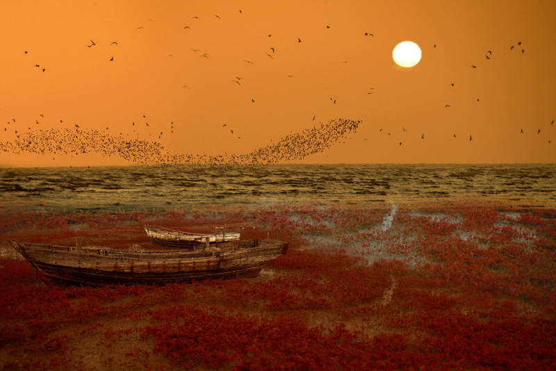 夕阳下的红海滩图片