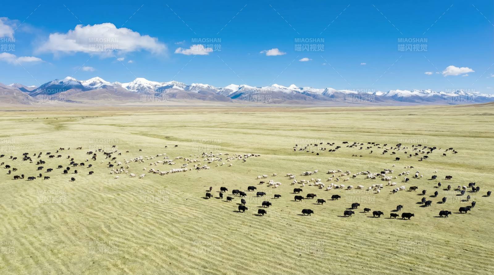 草原牧群雪山景图片